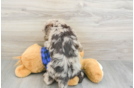 Energetic Labrapoo Poodle Mix Puppy