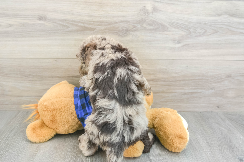 Energetic Labrapoo Poodle Mix Puppy