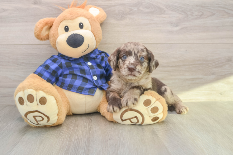 Smart Mini Labradoodle Poodle Mix Pup