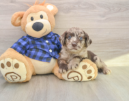 5 week old Mini Labradoodle Puppy For Sale - Premier Pups