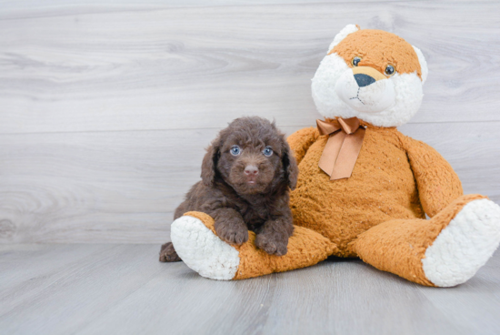 Mini Labradoodle Puppy for Adoption