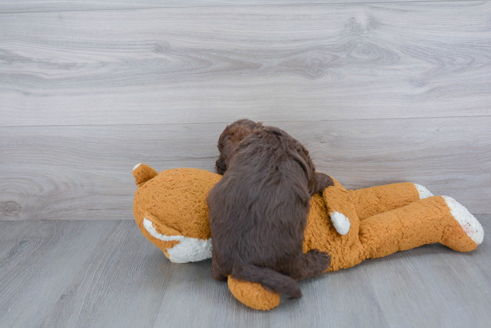 Mini Labradoodle Pup Being Cute