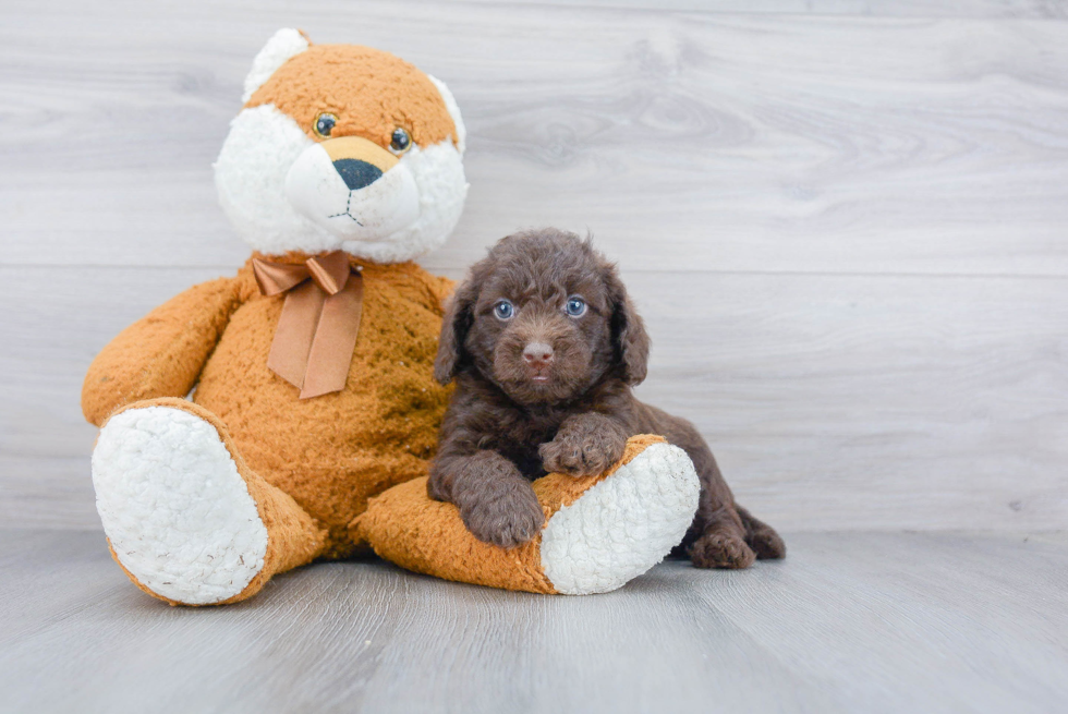 Energetic Labrador Poodle Mix Puppy