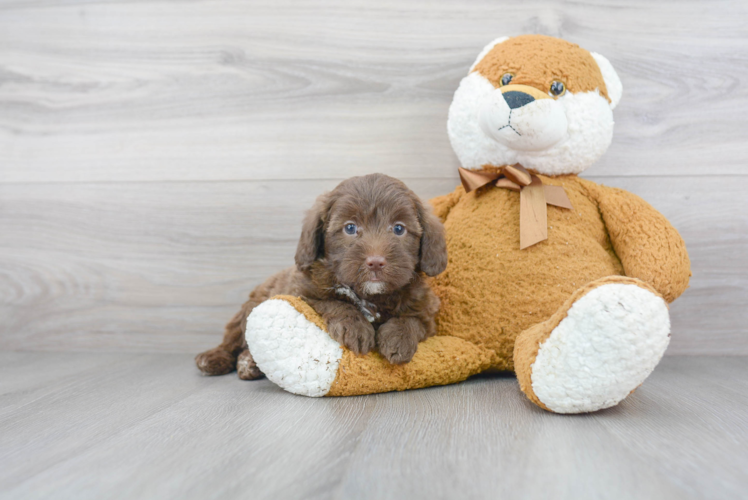 Small Mini Labradoodle Baby