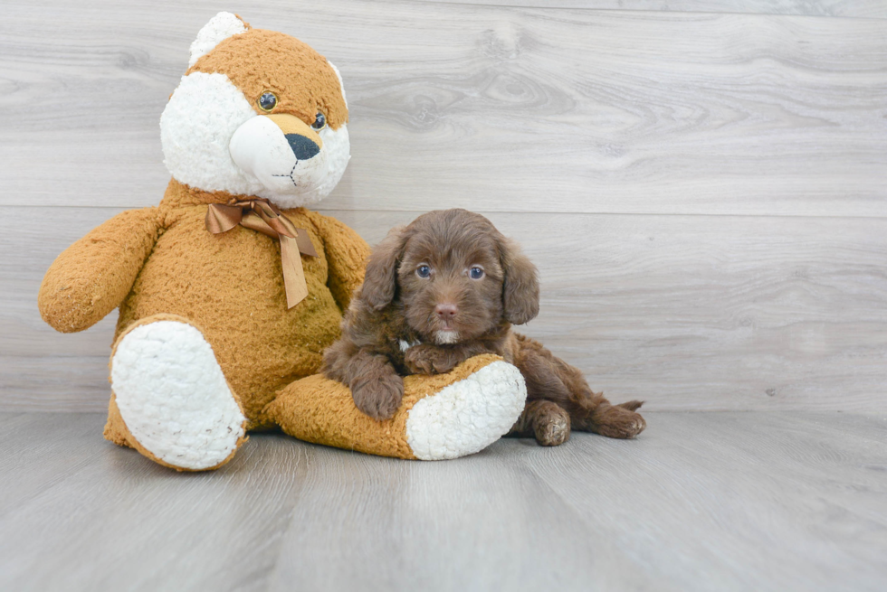 Best Mini Labradoodle Baby