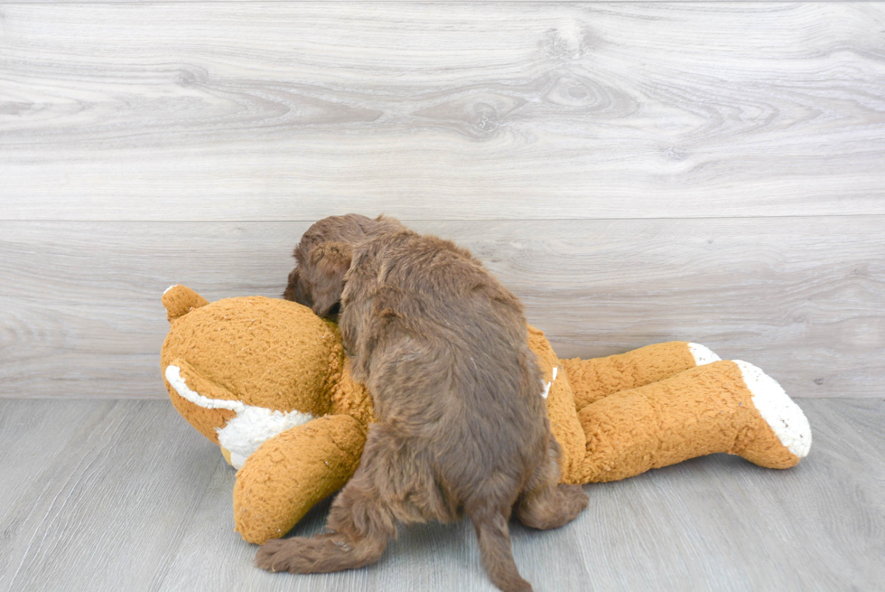 Smart Mini Labradoodle Poodle Mix Pup