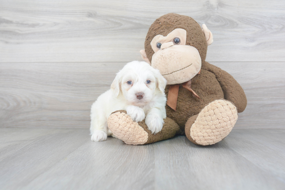 Mini Labradoodle Pup Being Cute