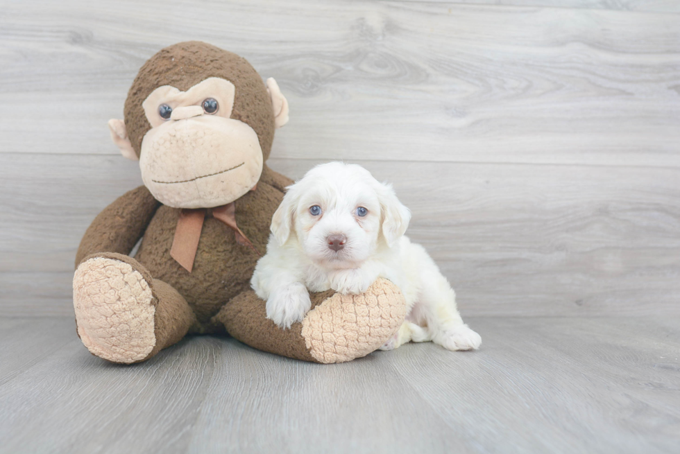 Best Mini Labradoodle Baby