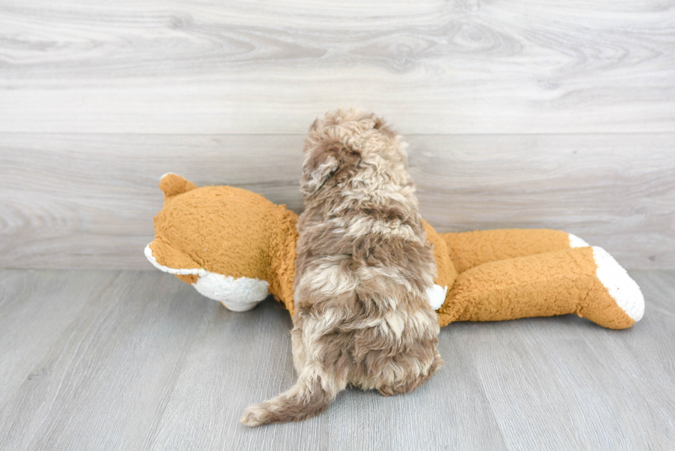 Smart Mini Labradoodle Poodle Mix Pup