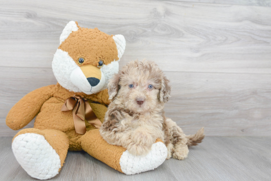 Best Mini Labradoodle Baby