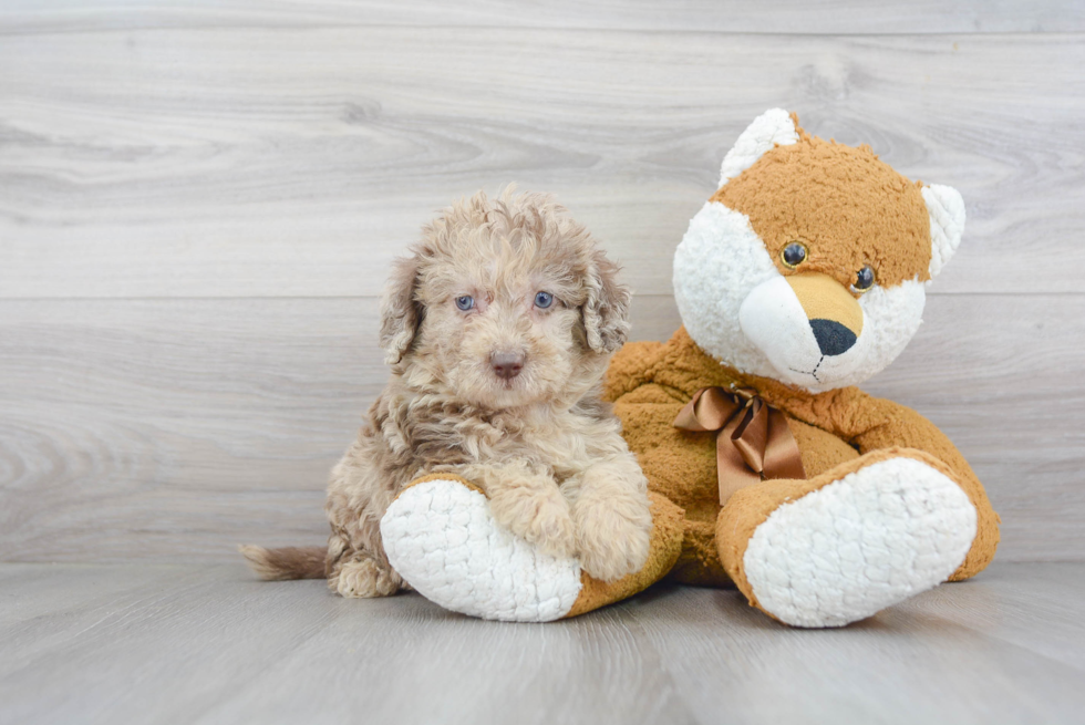 Cute Mini Labradoodle Baby