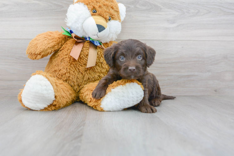 Cute Mini Labradoodle Poodle Mix Pup
