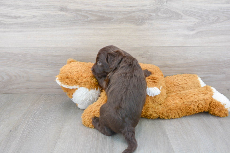 Cute Mini Labradoodle Baby