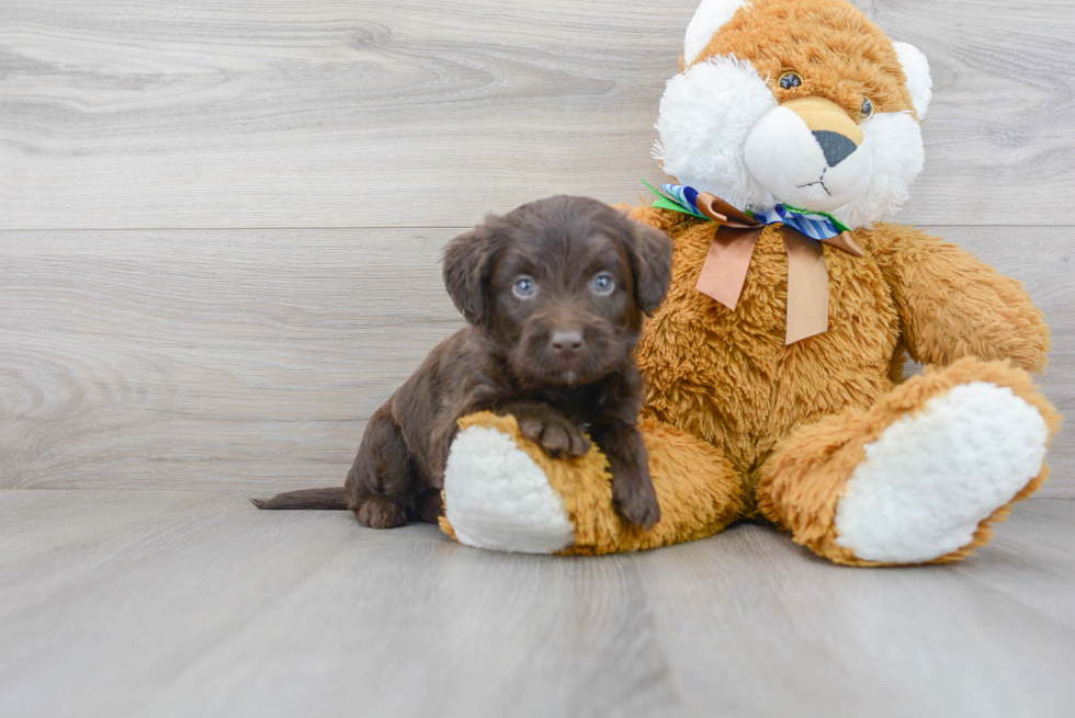 Cute Mini Labradoodle Poodle Mix Pup