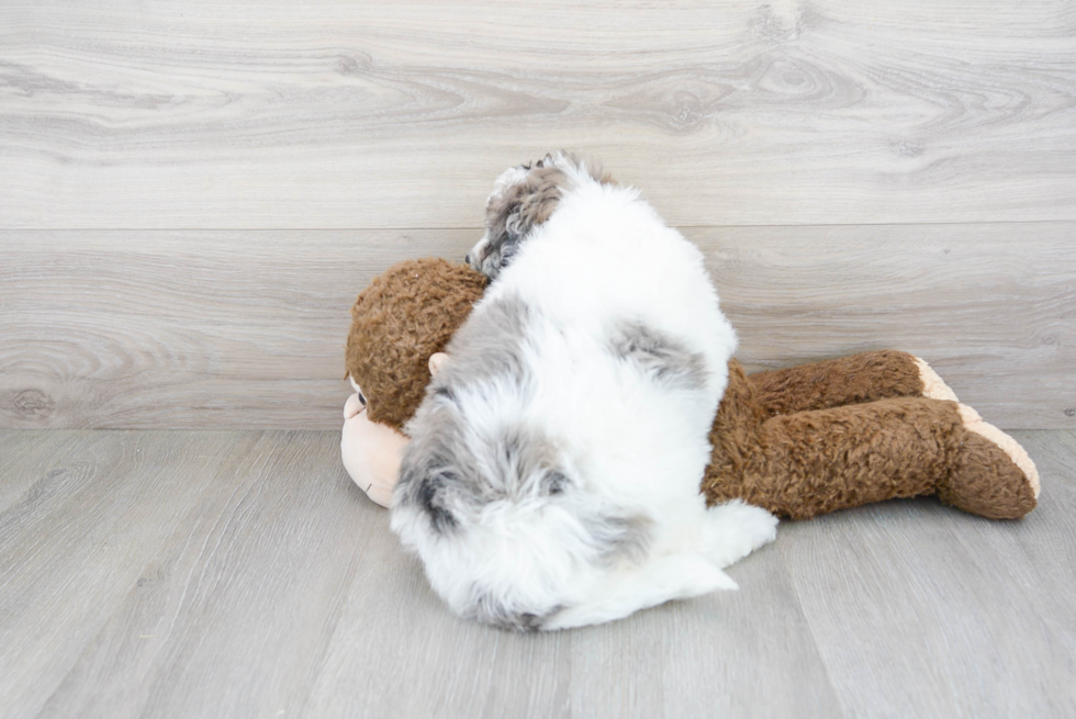 Mini Labradoodle Puppy for Adoption