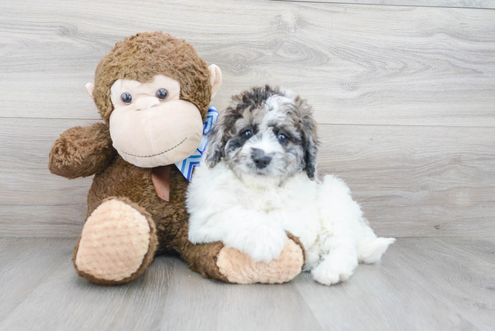 Sweet Mini Labradoodle Baby