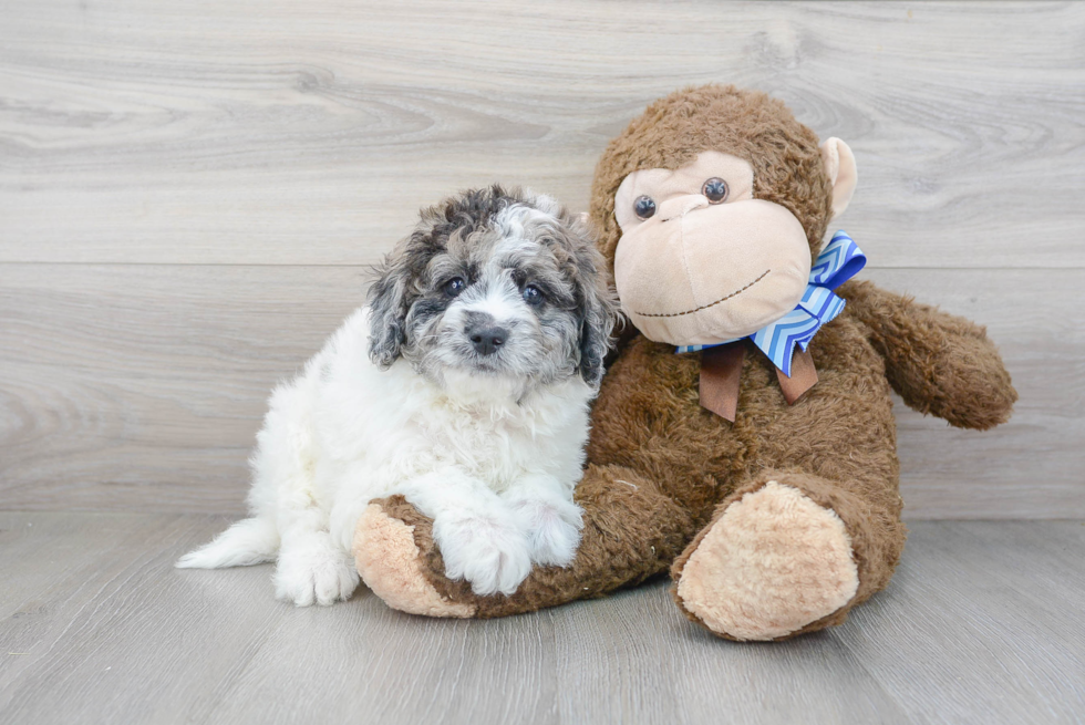 Mini Labradoodle Puppy for Adoption