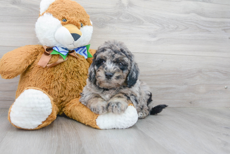 Fluffy Mini Labradoodle Poodle Mix Pup