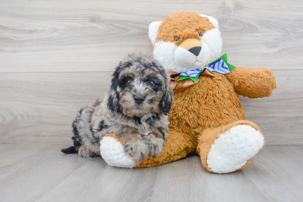 Sweet Mini Labradoodle Baby