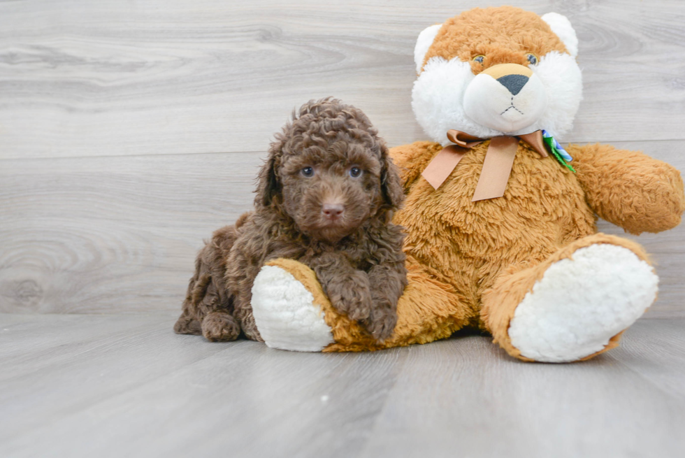 Hypoallergenic Labrador Poodle Mix Puppy