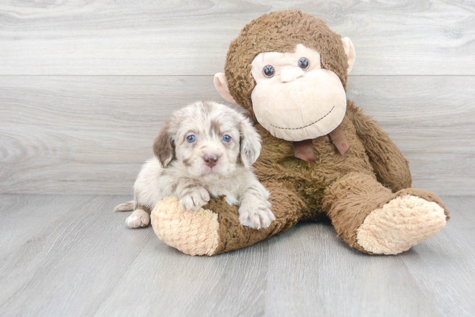 Happy Mini Labradoodle Baby