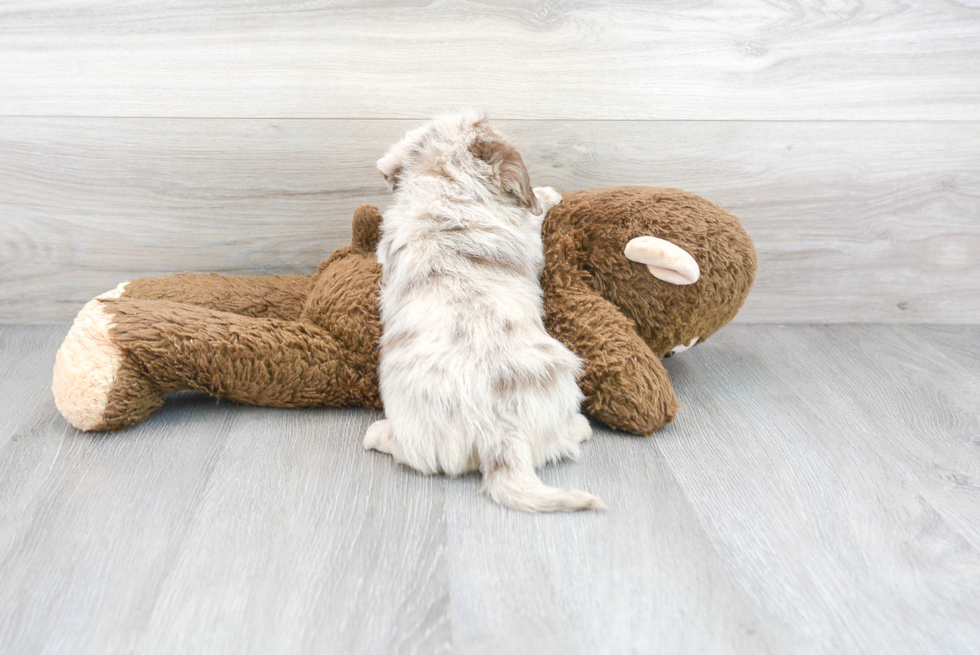 Happy Mini Labradoodle Baby