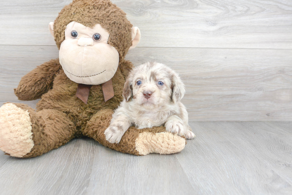 Funny Mini Labradoodle Poodle Mix Pup