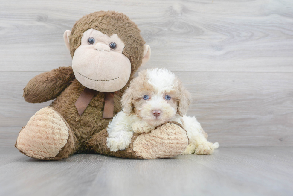 Mini Labradoodle Pup Being Cute