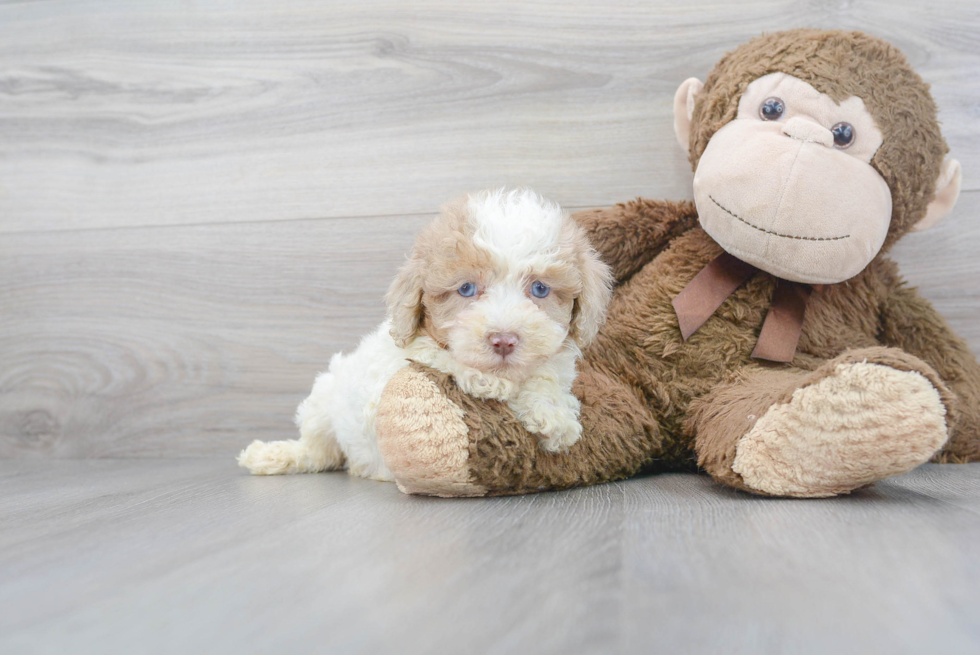 Playful Labrador Poodle Mix Puppy