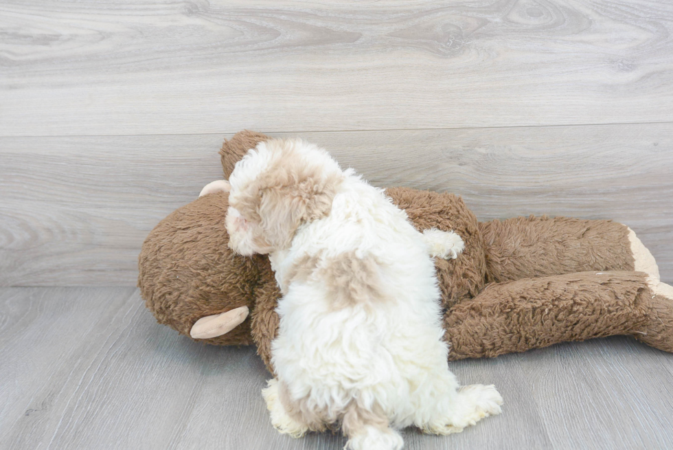 Mini Labradoodle Pup Being Cute