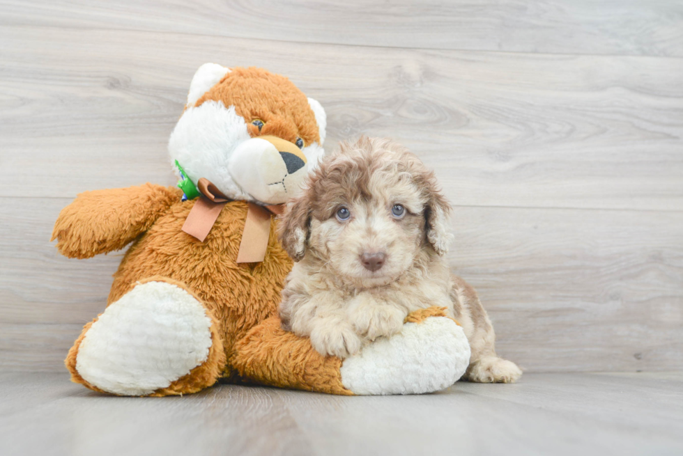 Little Labrador Poodle Mix Puppy