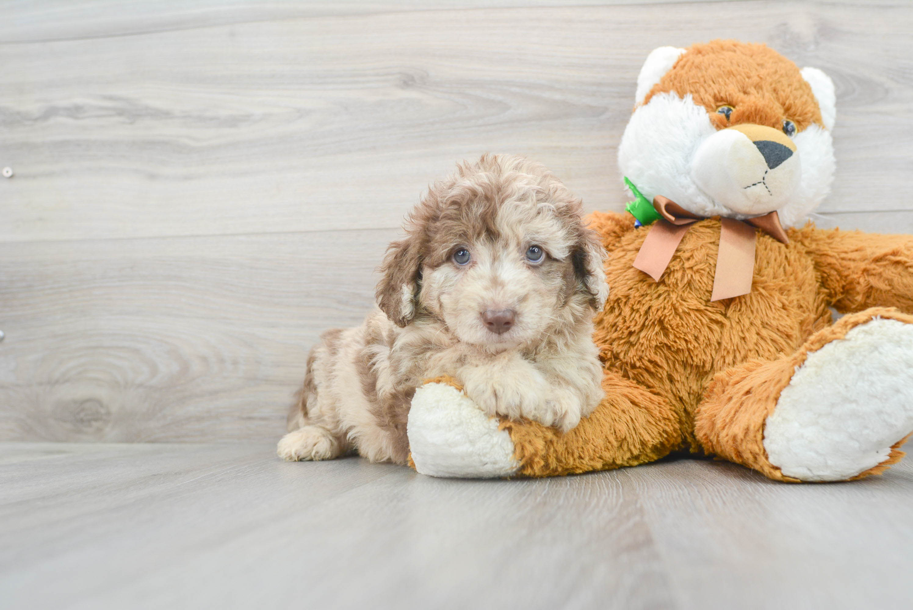 Mini Labradoodle Puppy for Adoption