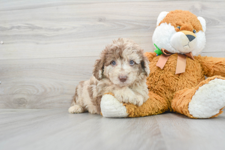 Mini Labradoodle Puppy for Adoption