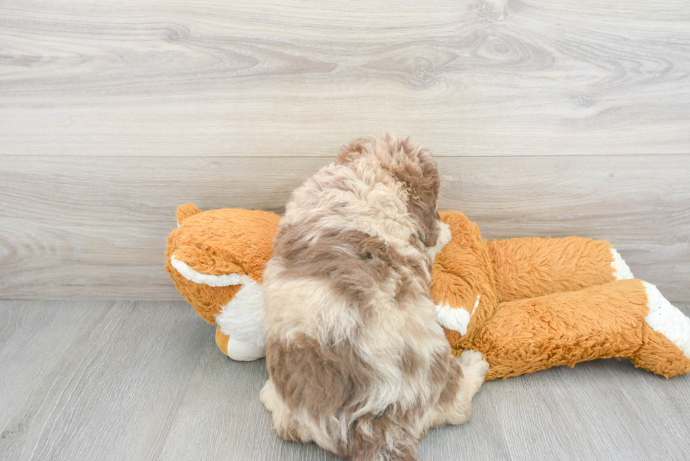 Popular Mini Labradoodle Poodle Mix Pup