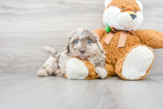 Funny Mini Labradoodle Poodle Mix Pup