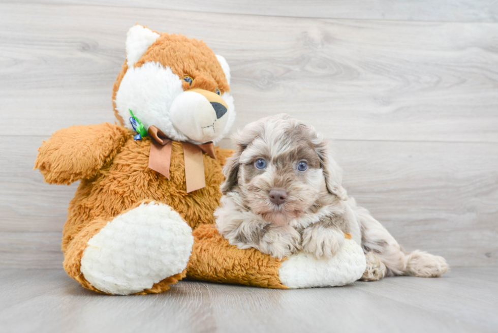 Small Mini Labradoodle Baby