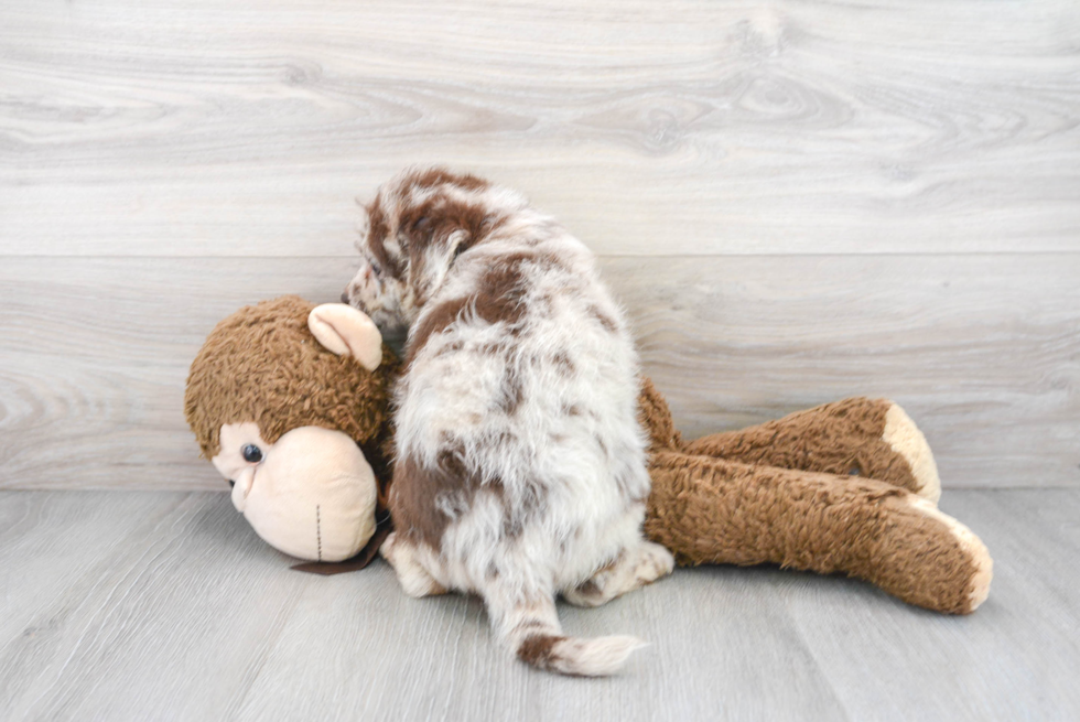 Funny Mini Labradoodle Poodle Mix Pup