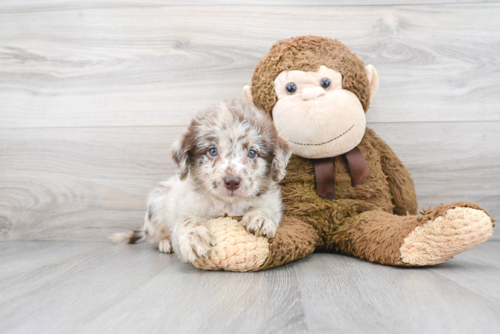 Mini Labradoodle Puppy for Adoption