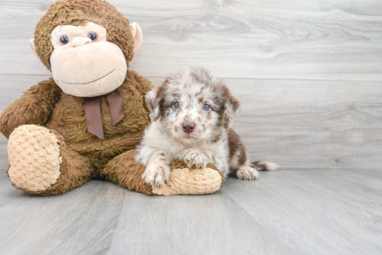 Petite Mini Labradoodle Poodle Mix Pup