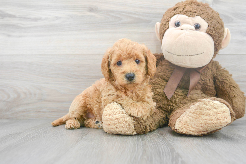 Mini Labradoodle Puppy for Adoption