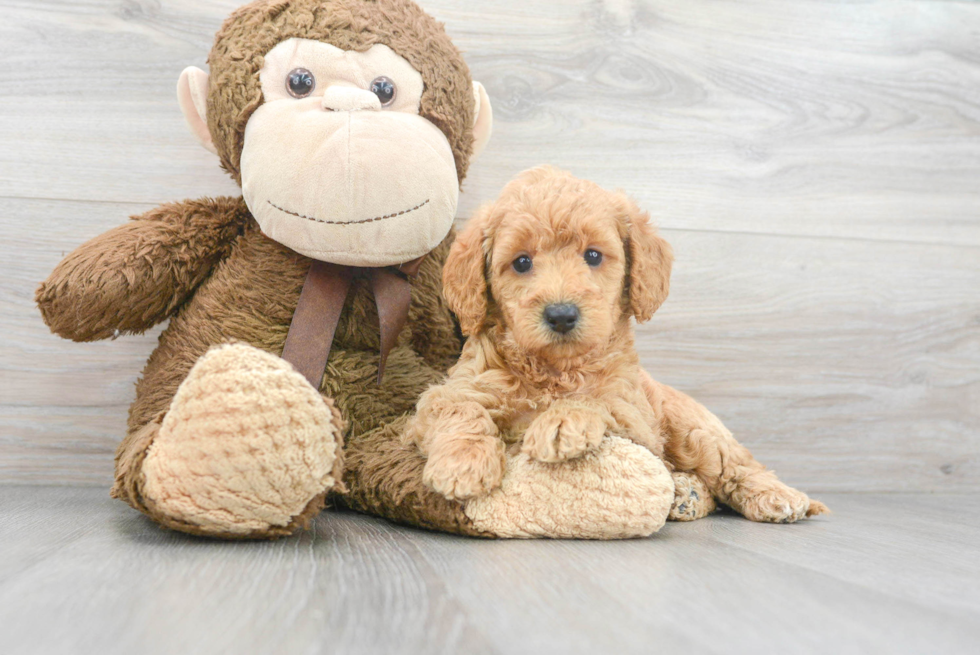 Mini Labradoodle Puppy for Adoption