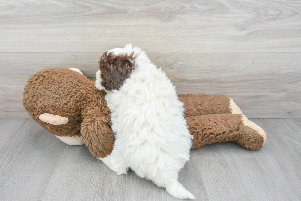 Happy Mini Labradoodle Baby