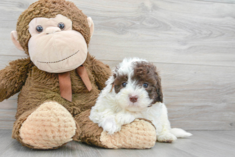 Happy Mini Labradoodle Baby