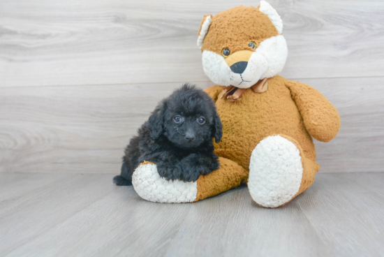 Best Mini Labradoodle Baby