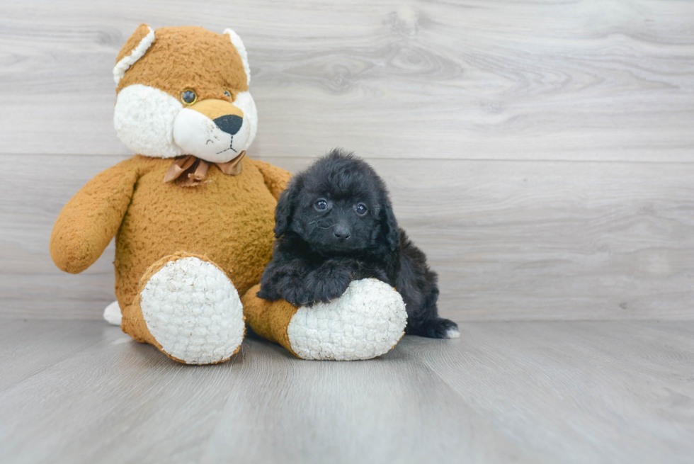 Playful Labrador Poodle Mix Puppy