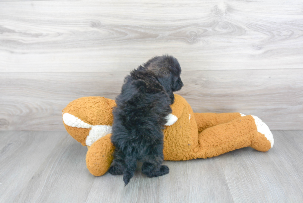 Petite Mini Labradoodle Poodle Mix Pup