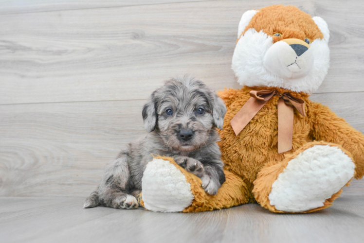 Adorable Labrador Poodle Mix Puppy