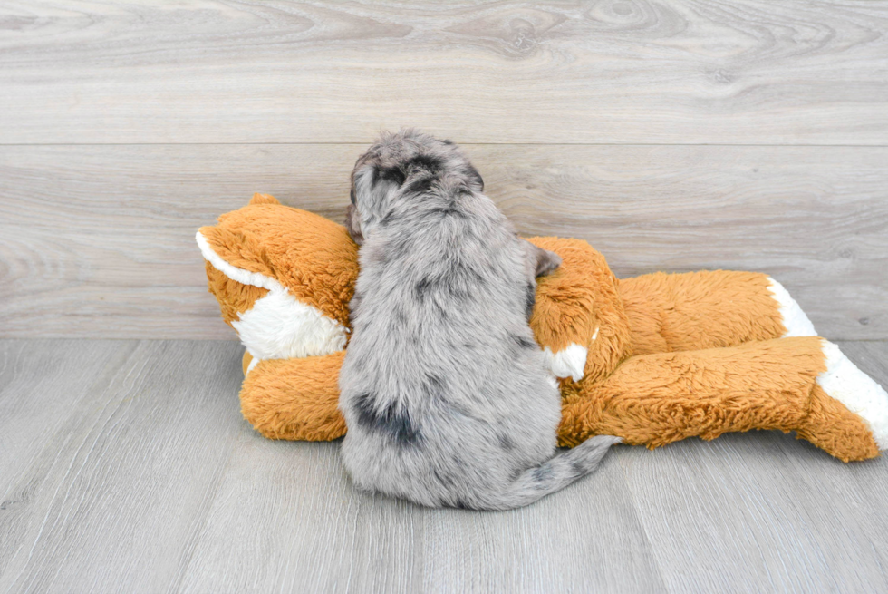 Adorable Labrador Poodle Mix Puppy