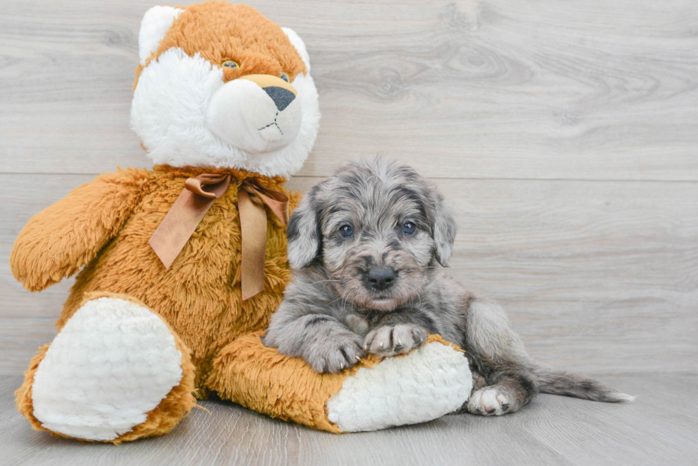 Mini Labradoodle Puppy for Adoption