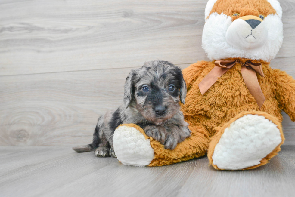 Mini Labradoodle Puppy for Adoption